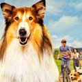 Lassie (Una nueva aventura) cartel reducido