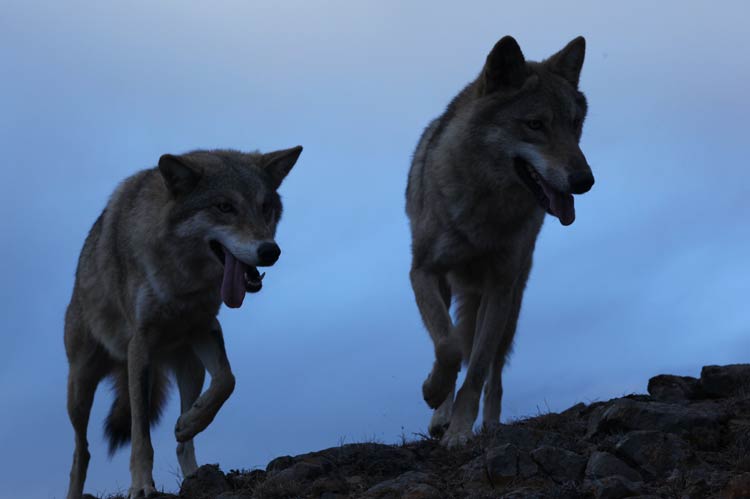 El último lobo