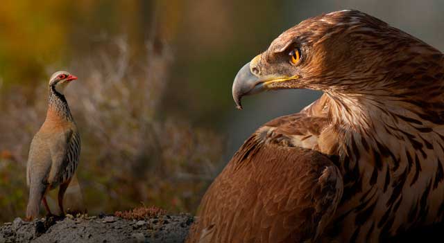 Dehesa, el bosque del lince ibérico