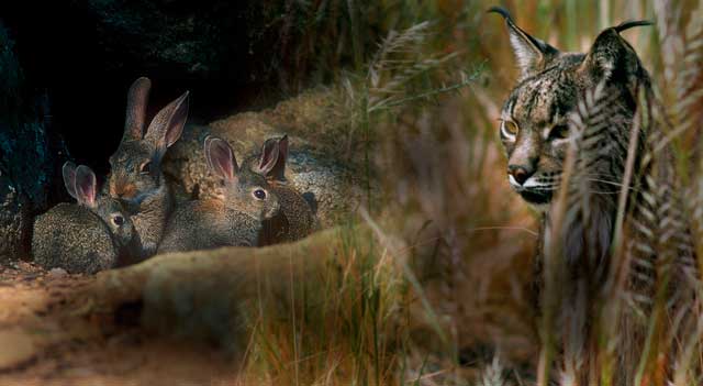 Dehesa, el bosque del lince ibérico